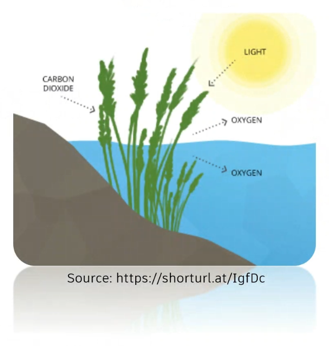 A graphical image of a shoreline, lake, and plants in the sun, with arrows demonstrating how oxygen is passed naturally from plants to the air and water through photosynthesis.