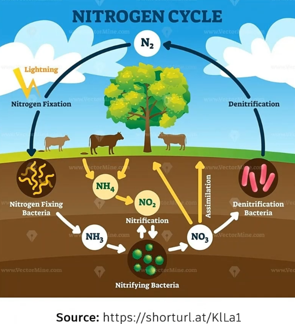 A colorful illustration of the nitrogen cycle, with arrows and labels showing the direction, name and result of each stage of the process.