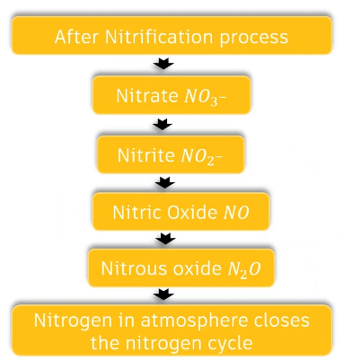 A diagram that lists the stages of denitrification, starting with “After Nitrification process” at the top and “Nitrogen in atmosphere closes the nitrogen cycle” at the bottom. A downward pointing arrow connects each stage to the next.